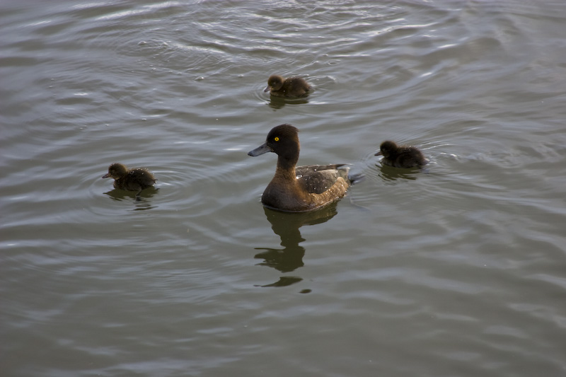 Tufted Duck And Ducklings